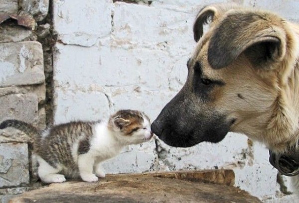 大好き って思ったら自然にこうなっちゃった キスする動物たちの写真を総集編でどうぞ マランダー