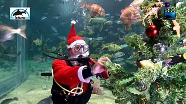 水族館にもクリスマスがやって来た サンタが泳ぐトルコの水族館 マランダー