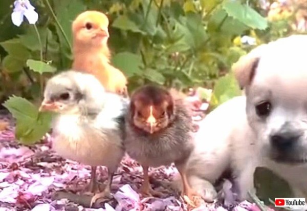 赤ちゃんたちはみんな仲良し 子犬と子ウサギとヒナたちが睦まじく過ごすやさしい時間 マランダー