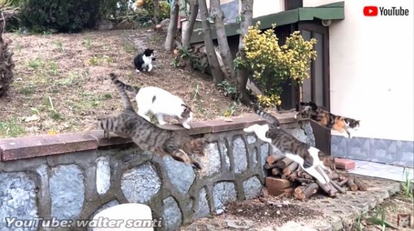 猫たちの優美な動きを堪能したいならこの動画 ダルタニャンと仲間たちのパルクール演技を観賞しよう マランダー