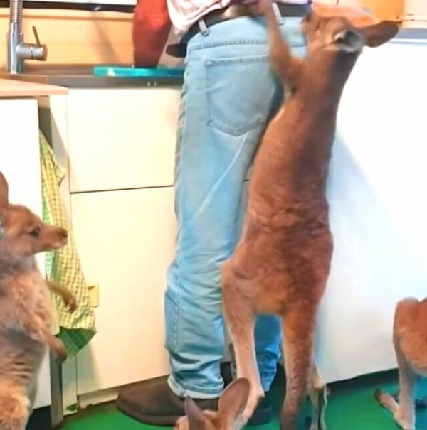 まるで人間の子供そっくり ヤンチャで手のかかるカンガルーの赤ちゃんたちを育てる人間のお母さん マランダー