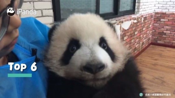 やっぱり可愛い 可愛すぎる 成都のパンダ子パンダズの人気動画top10を詰め合わせでどうぞ マランダー