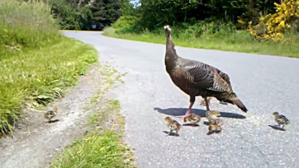 キケン！キケン！すぐに隠れて！七面鳥ママのアラートにみごとに従う