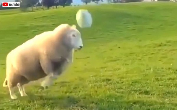 ボールとは誰だって友達になれる ボール遊びを満喫する動物たち トカゲ出演中 マランダー