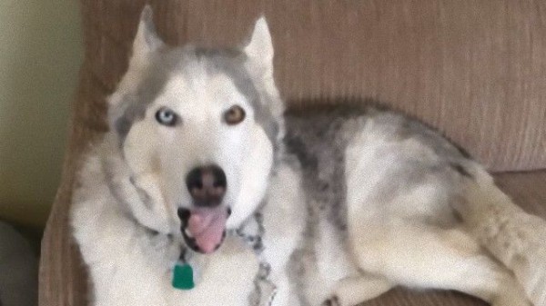 ゼウス またまたお前か 散歩に行くわよ と言われてソファでぐずるシベリアンハスキーのゼウス マランダー