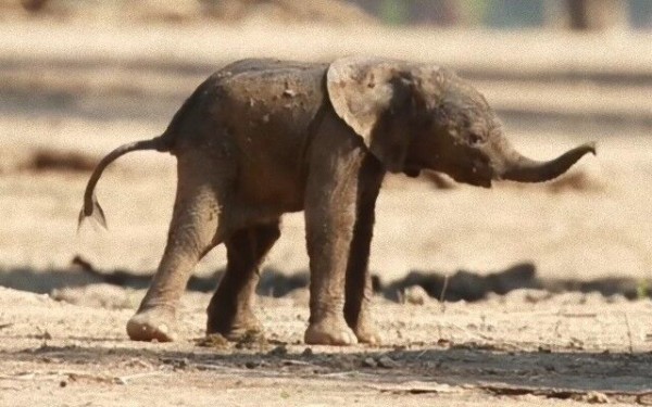 立った！子ゾウが立った！転んでは立ち上がる子ゾウの健気なファーストステップ : マランダー