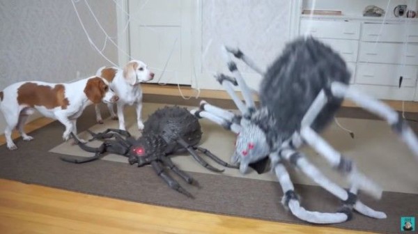 力を合わせてやっつけろ ビーグル犬のメイモと巨大蜘蛛の戦いハロウィン編 オモチャのクモ注意 マランダー