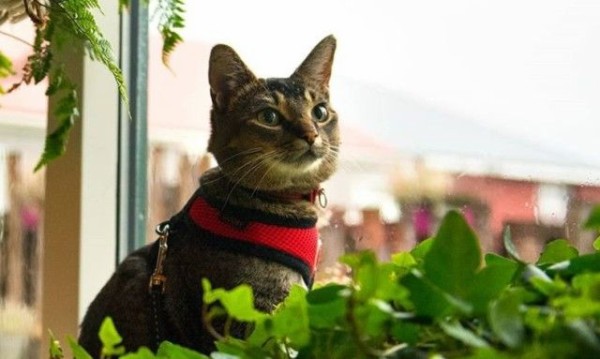 みんなもぜひ遊びに来てにゃ アイスランドの大自然の中 マウスキーパー キャットは今日も行く マランダー