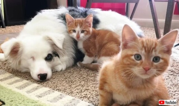 目が見えなくても 耳が聞こえなくても家族だから 障害を持った保護犬ズと 保護猫ズが仲良く暮らす家 マランダー