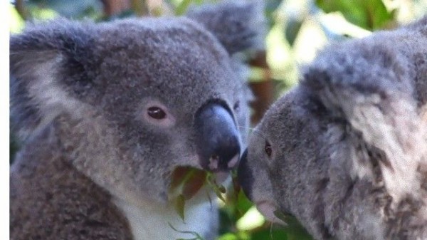 オーストラリア爬虫類公園のコアラたち おやつを食べる様子が何ともキュート マランダー