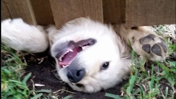 これもまたリア獣 フェンスにはまったのになぜか嬉しそうな犬たちの画像集 マランダー