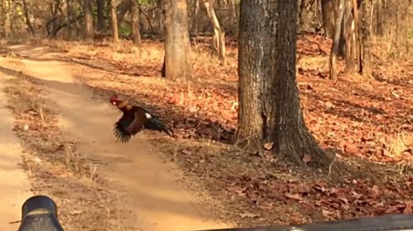 どうせニワトリは飛べないだろうって いえいえ 野生のニワトリは飛ぶんですよ マランダー