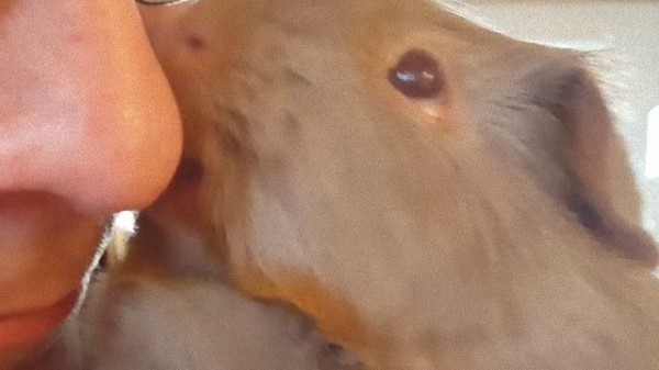 ほっこりイチャコラ モルモットとお父さんのお鼻とお鼻でご挨拶 マランダー