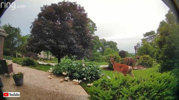 庭にいた子鹿 奈良公園で今年最初の子鹿誕生 「遭遇したら遠くから見守って」 [奈良