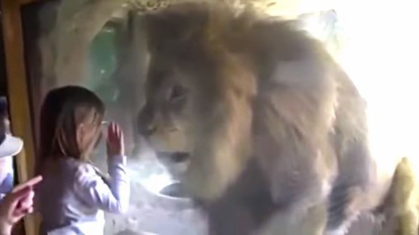 ある日 動物園にて 女の子のガラス越しのチューに対するライオンの反応にビックリ マランダー