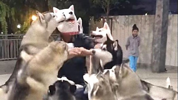 犬のマスクをかぶった飼い主と感動の再会 大喜びのハスキーズがわんこ団子になっちゃった マランダー