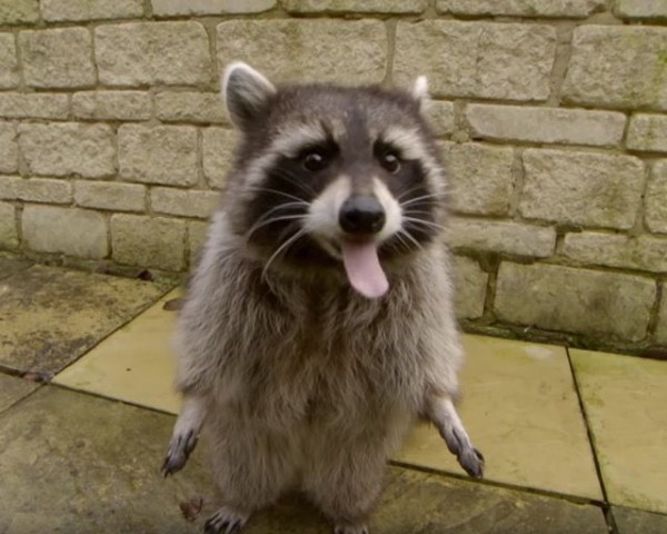 かしこい動物といえばアライグマ 大好物のおやつのために いろんな鍵を開けまくる マランダー