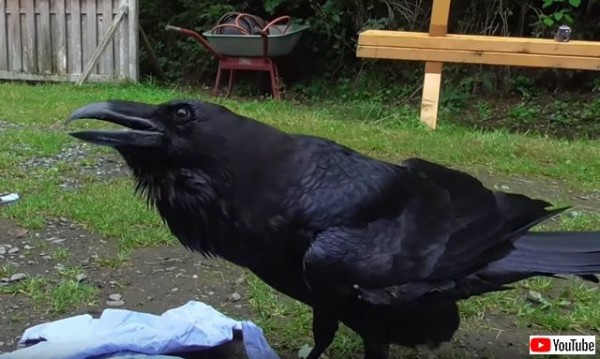 保護されたカラスが可愛がられた結果 待って待ってマイダーリン と鳴くようになる マランダー