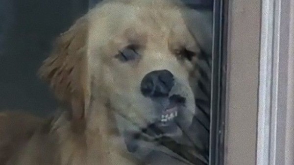 留守番を任されたゴールデンのアベリーさんが見せた哀愁に満ちた表情がこちら マランダー