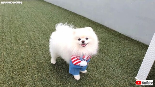 今年のポメラニアン的ハロウィンがこちら 可愛すぎる愛犬たちにチャッキーのコスプレをさせてみた マランダー