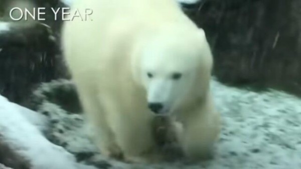 もっとも孤独なホッキョクグマ と呼ばれたホッキョクグマのノラの成長記録 マランダー