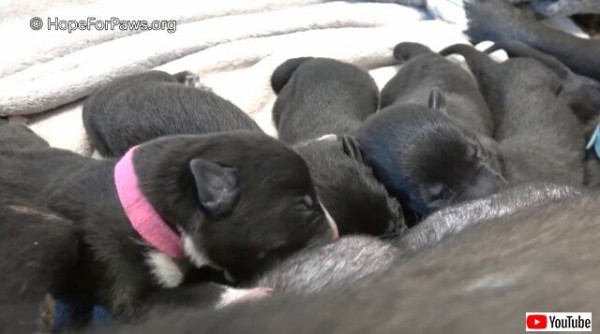 Hope For Paws 助けを求める母犬と生まれたばかりの子犬たち だがそれだけでは終わらなかった マランダー