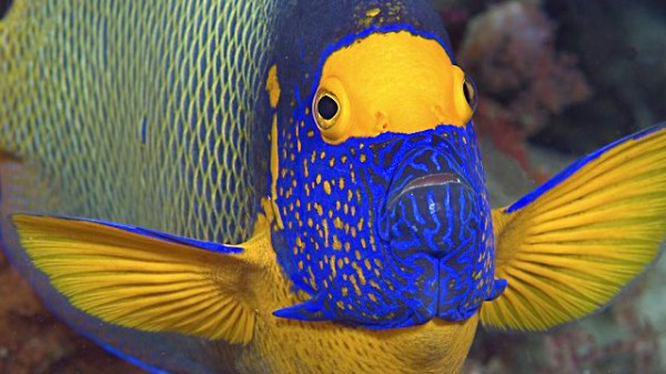 夏本番へのカウントダウン開始 美しい熱帯魚を眺めながら 猛暑をやり過ごそうじゃないか マランダー