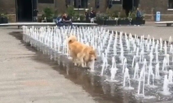 犬たちのお気に入りスポットか 噴水で水分補給もバッチリ なゴールデン マランダー