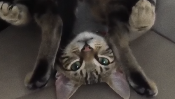 あらやだ なにこれ 子猫のセクシー肉球マッサージにノックアウト悶死寸前 マランダー あらやだ なにこれ 子猫のセクシー肉球マッサージにノックアウト悶死寸前 マランダー