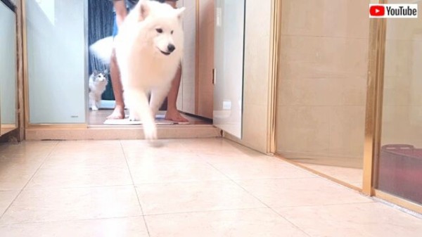 お風呂 頑張ってくるといいニャ サモエド犬のバスタイムをまったり見守る同居猫 マランダー
