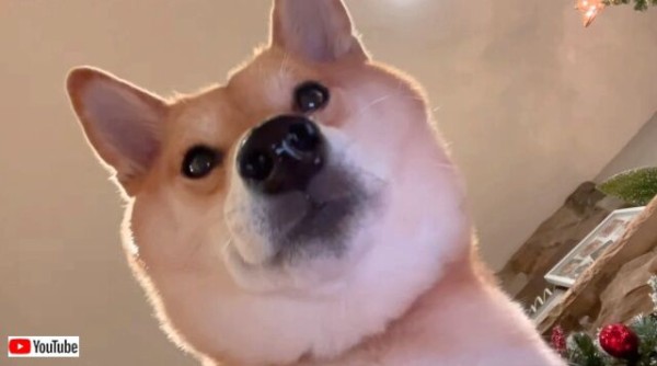 おっと失礼 自撮り中の柴犬ハルさん ついアレを画面に落としてしまう マランダー おっと失礼 自撮り中の柴犬ハルさん ついアレを画面に落としてしまう マランダー