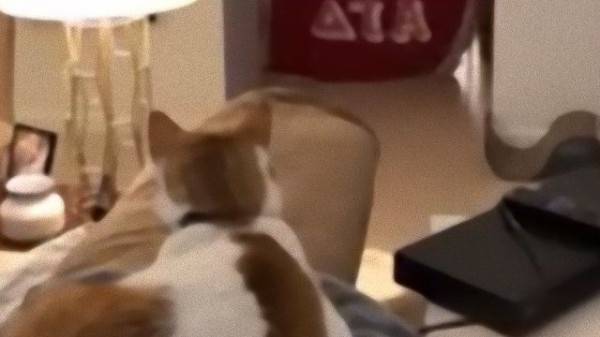 おい下僕 消えちまったのか 猫に飼い主が消えるアレをやってみたらこうなった マランダー