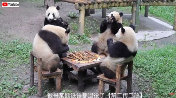 ご招待ありがとう、いただきます！」中国のパンダズ、お行儀よく机の前