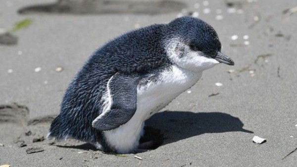 迷子のブルーペンギンはずっと砂浜で待っていた ブルーペンギンのビリー 無事に保護 マランダー