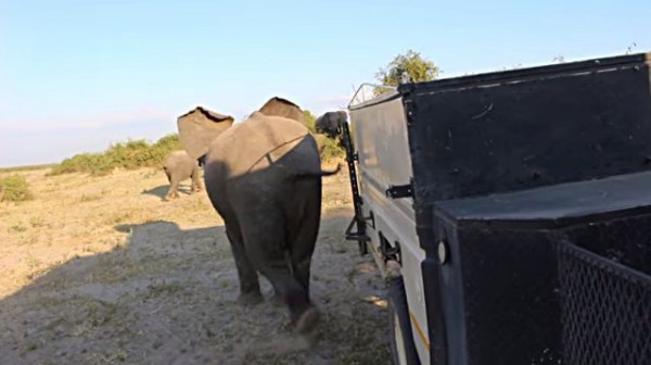 オラオラオラ アイサツに来てやったぜ クルマに蹴りを入れに来たゾウ マランダー