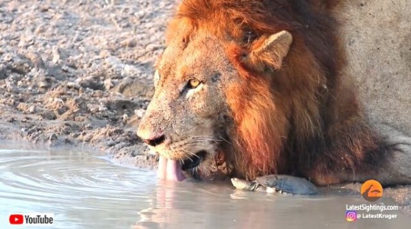 亀とライオン？「何だ、この変な生き物は？」水を飲むライオンの