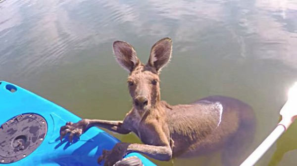 さすがのジャンプ力でもこれは無理 運河に落ちたカンガルーの救出劇をどうぞ マランダー