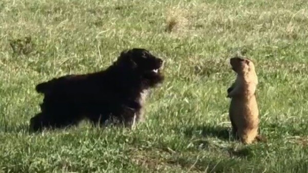 マーモット お前の声か 犬vsマーモットの対決が起きていた マランダー