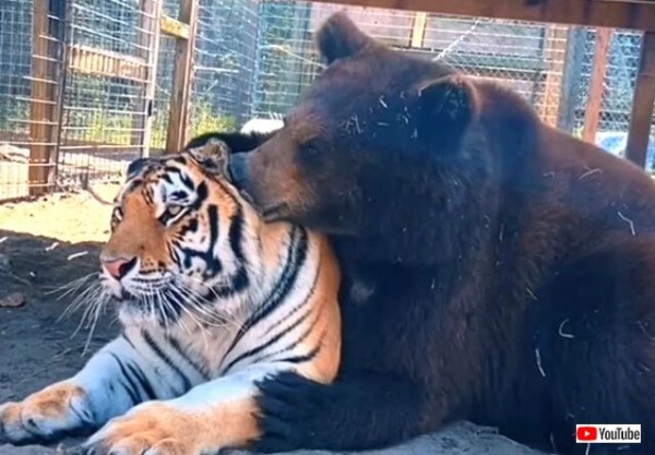 クマーのイチャコラが止まらない 熊と虎とライオン という 稀有な仲良し三兄弟のラブラブシーンがプライスレス マランダー