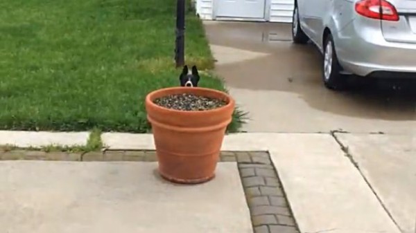 ほら ワタシはいない いないのよ おうちに帰りたくない犬的 だるまさんが転んだ この後すぐ マランダー