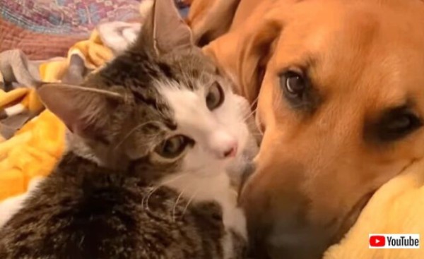 犬と子猫の はじめまして 仲良くしてね そして本当に親友になった2匹のいちゃこらっぷりに癒されよう マランダー