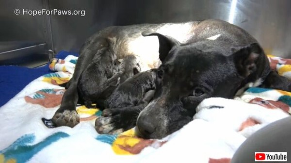 Hope For Paws 助けを求める母犬と生まれたばかりの子犬たち だがそれだけでは終わらなかった マランダー