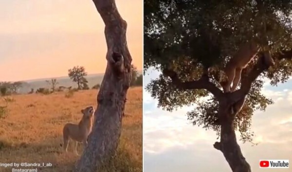 ヒョウ まさかここまで来るなんて 木の上の獲物を狙い 木登りに挑戦するライオン マランダー