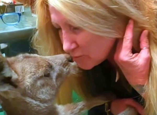 まるで人間の子供そっくり ヤンチャで手のかかるカンガルーの赤ちゃんたちを育てる人間のお母さん マランダー