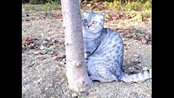 家に帰るよ 絶対イヤにゃ ん おうちに帰りたくない猫のジタバタ マランダー 家に帰るよ 絶対イヤにゃ ん おうちに帰りたくない猫のジタバタ マランダー