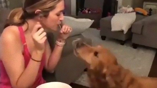 あのキスシーンを再現したかった ゴールデンと飼い主お姉さん 1本のスパゲティを一緒につるつるしてみたところ マランダー