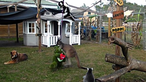 オラ もっともっと強くなっぞ ぬいぐるみをサンドバッグにするカンガルーの修行風景がガチだった マランダー