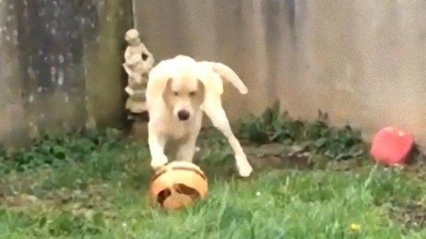 サッカースキルのある犬 1匹でクールに練習に勤しんでいる姿が目撃された マランダー