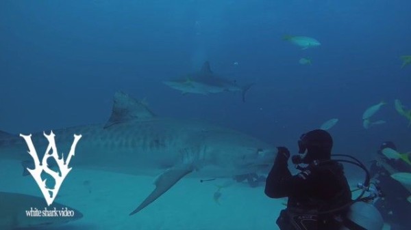 どうぞモフってくだせぇ ダイバーにかまってほしいサメの懐きっぷり マランダー