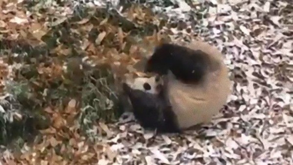 ジャイアントパンダ うっすら積もった雪の上ではしゃぐ マランダー